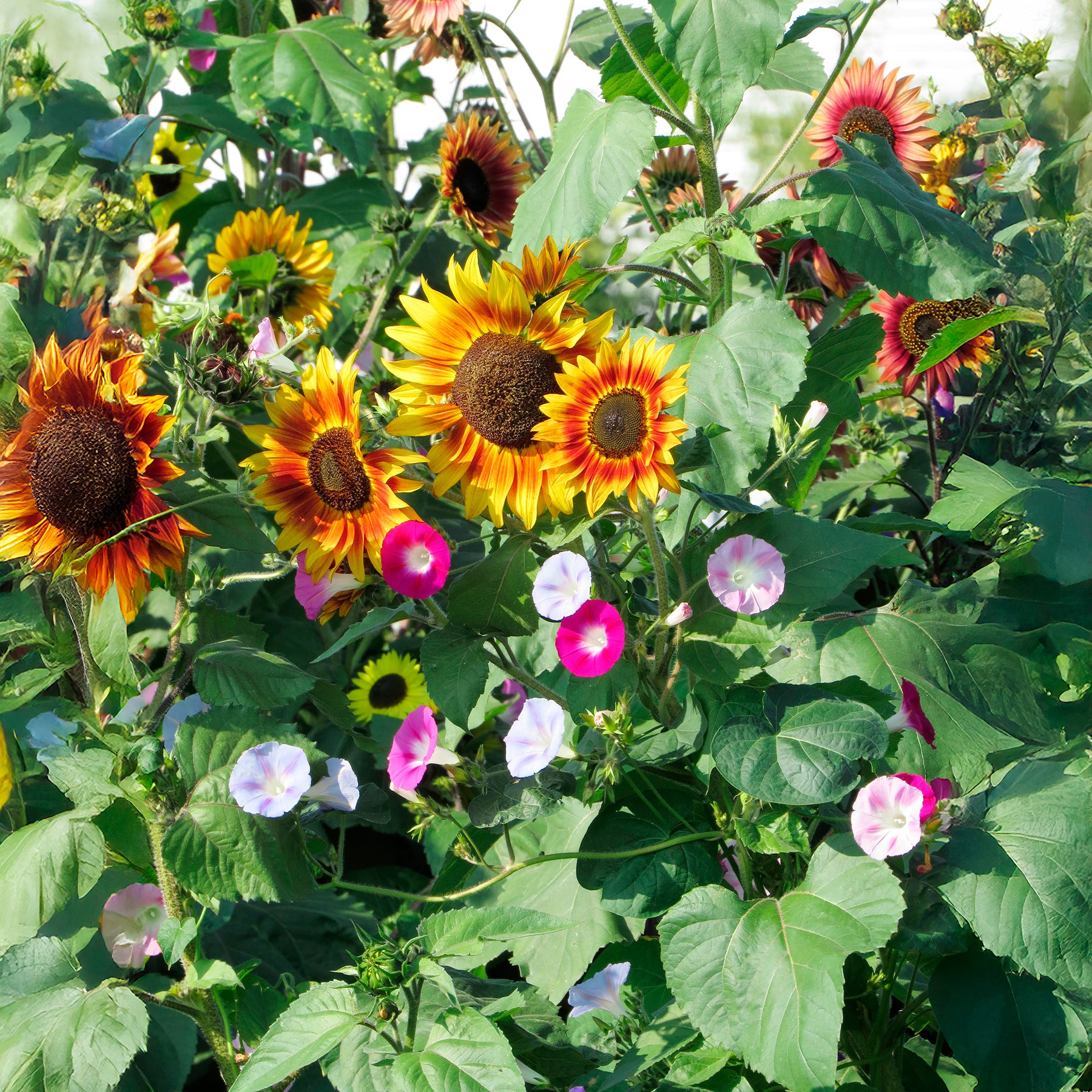 Mooie en zonnige klimplanten - Willemse