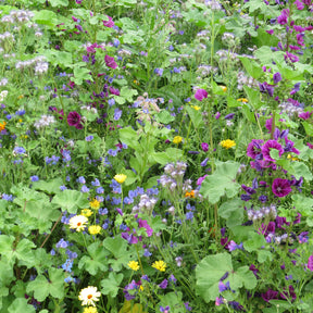 Intensieve nectarbloemenmix - Willemse