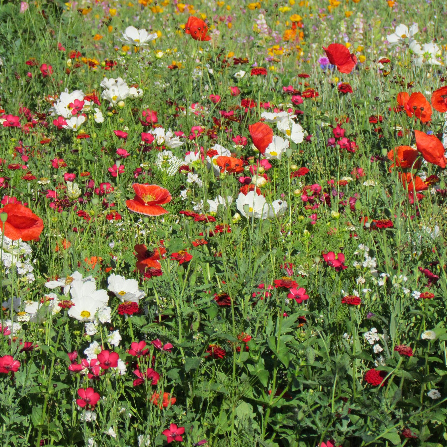 Bloemenmix vanille-aardbei - Willemse