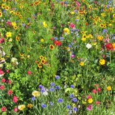 Zomerse multicolor bloemenmix - Willemse
