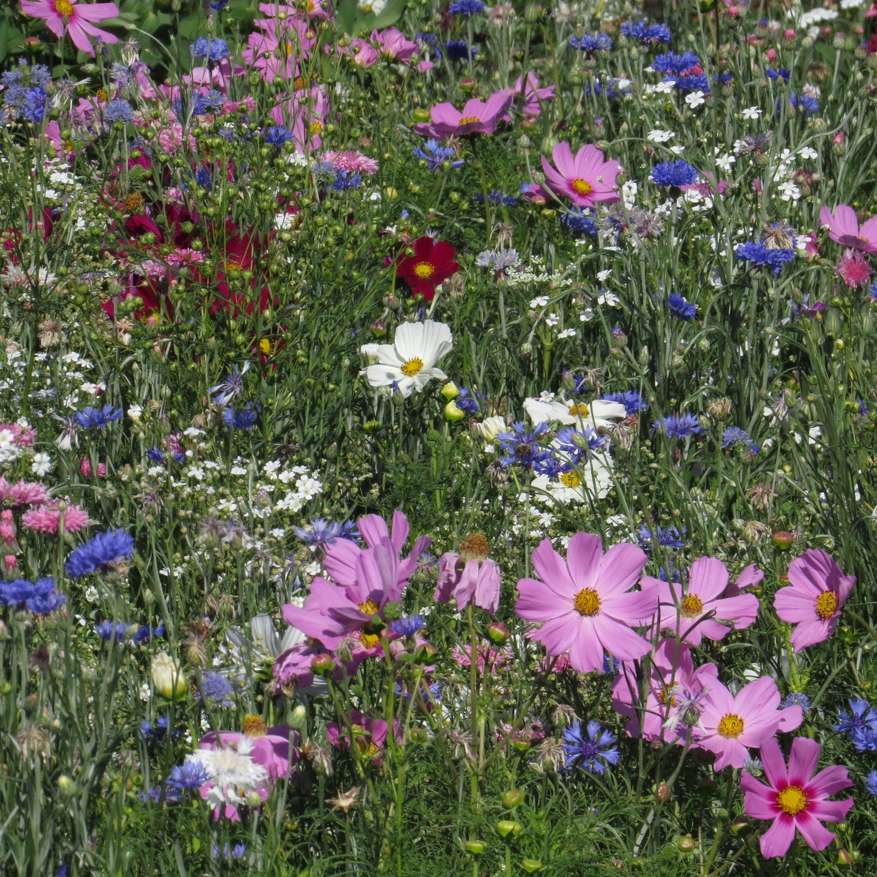 Pastelkleurige bloemenmix - Willemse