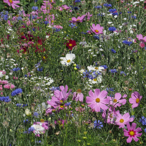 Pastelkleurige bloemenmix - Willemse