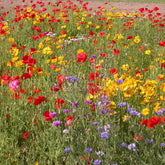 Rustieke bloemenmix - Willemse