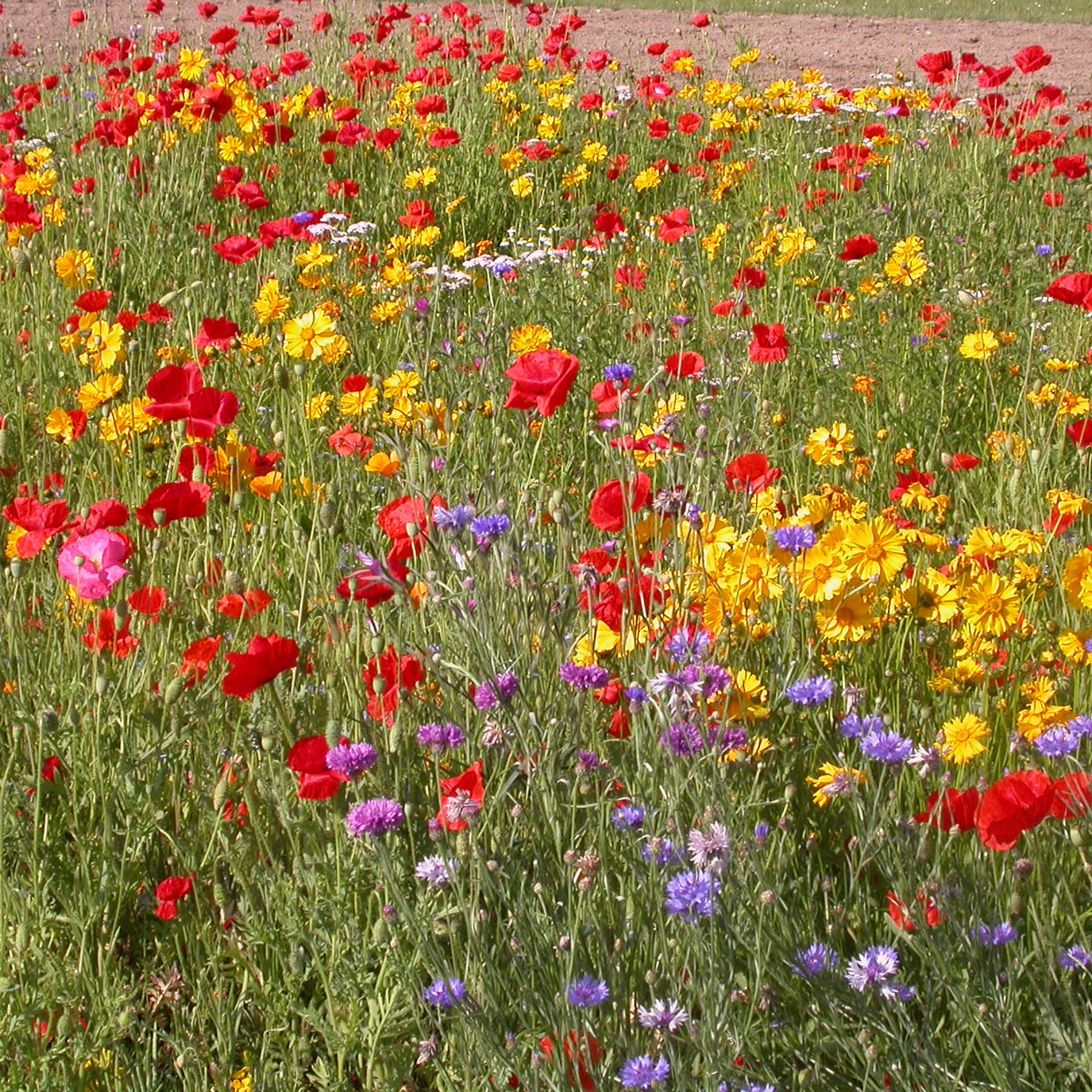 Rustieke bloemenmix - Willemse