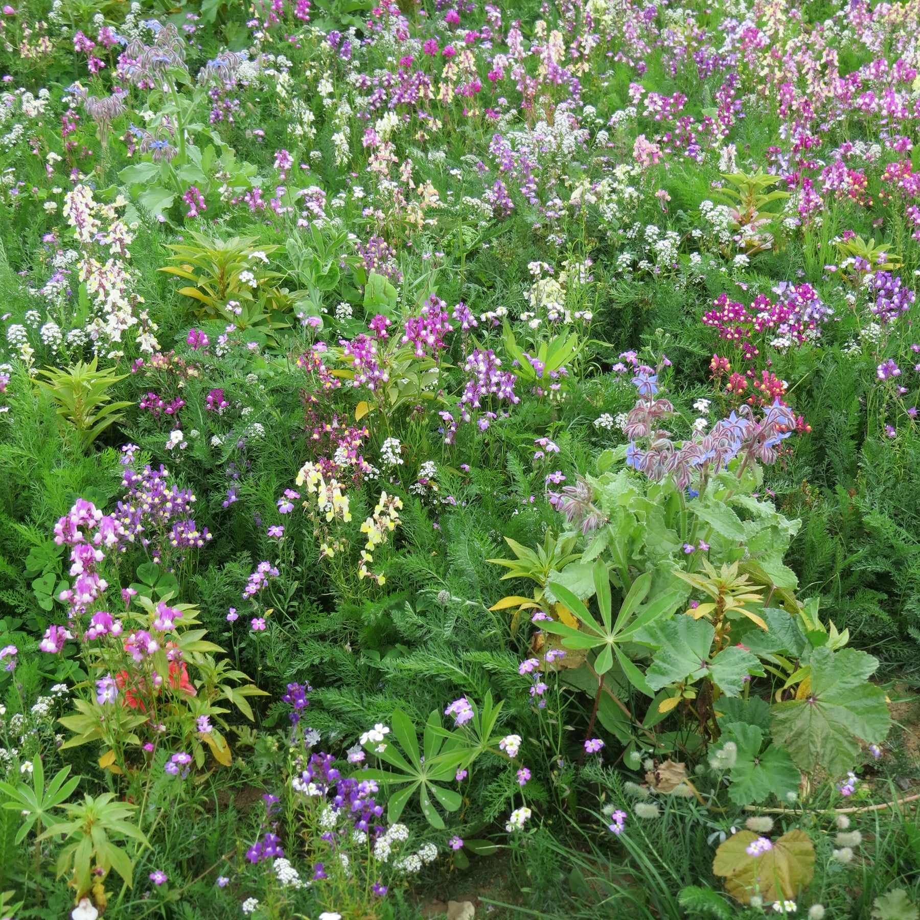 Bloemenmix voor schaduwrijke plekken - Willemse