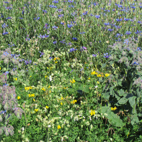 Allround bloemenmix - Willemse