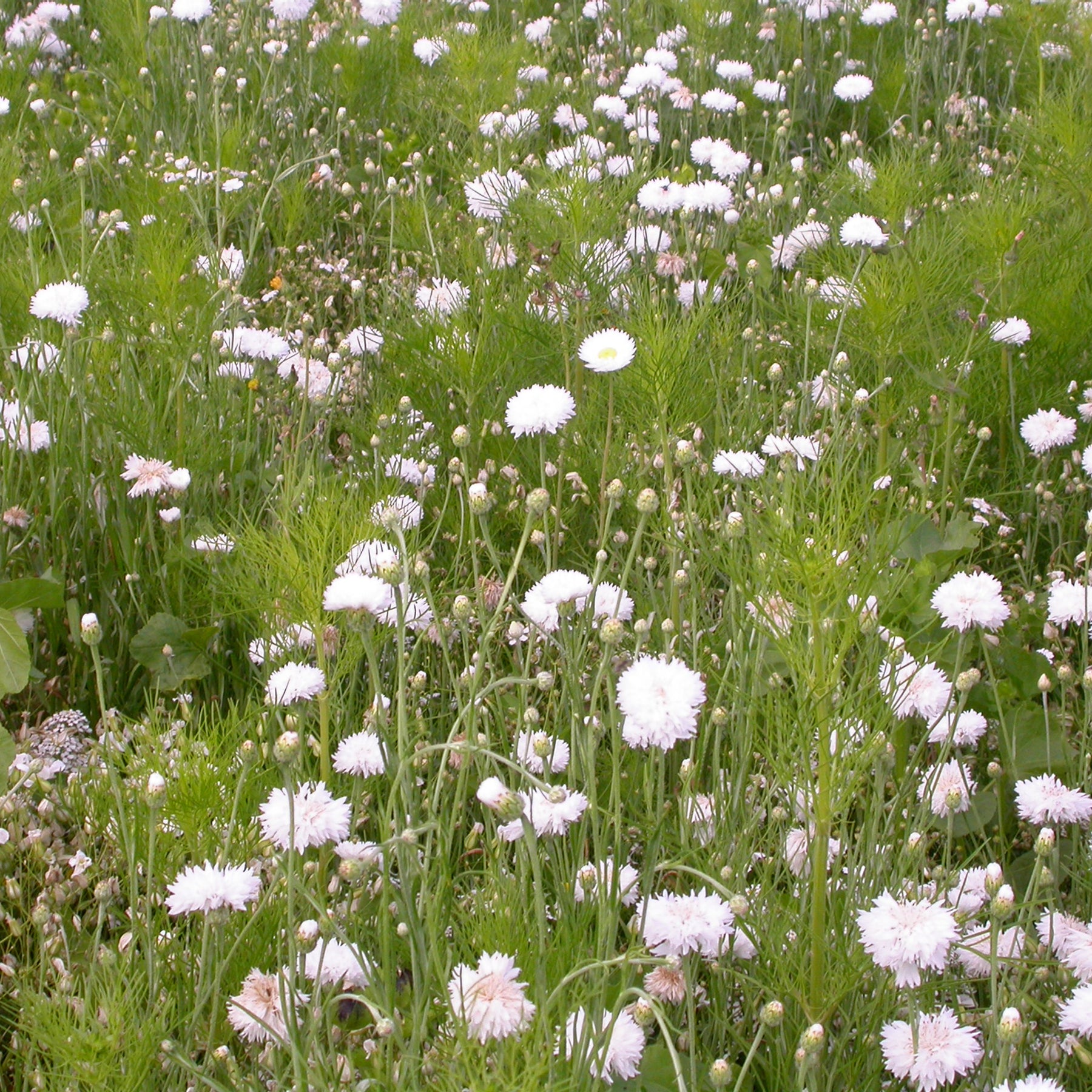 Crèmekleurige bloemenmix - Willemse