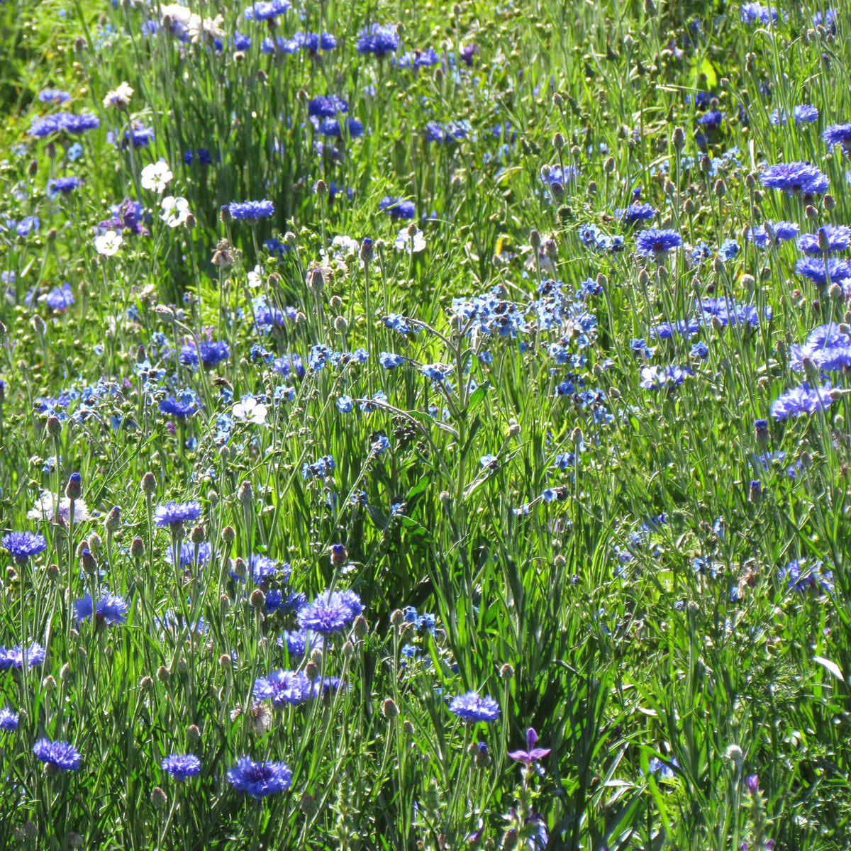 Blauwe bloemenmix - Willemse