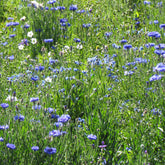 Blauwe bloemenmix - Willemse