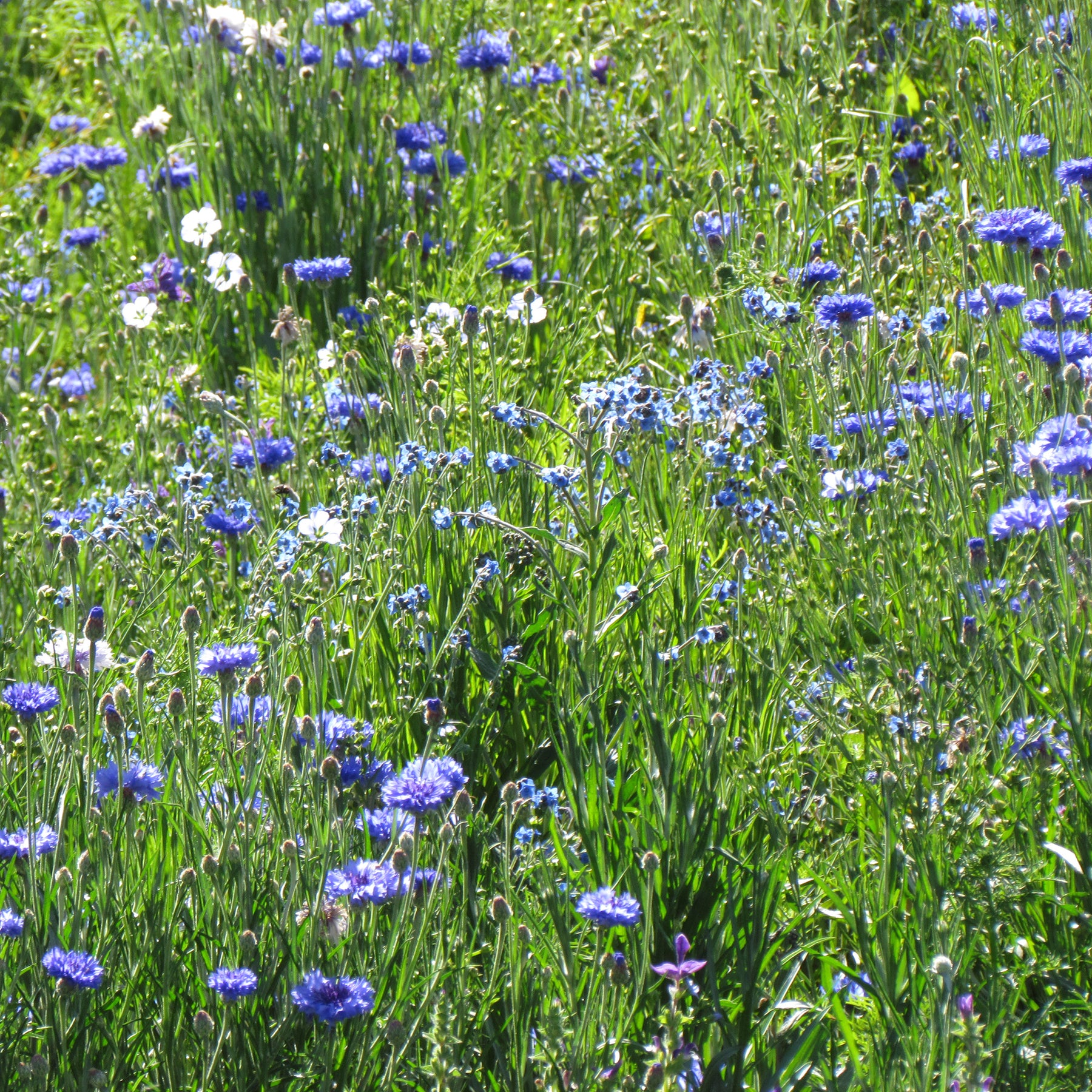 Blauwe bloemenmix - Willemse