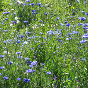 Blauwe bloemenmix - Willemse