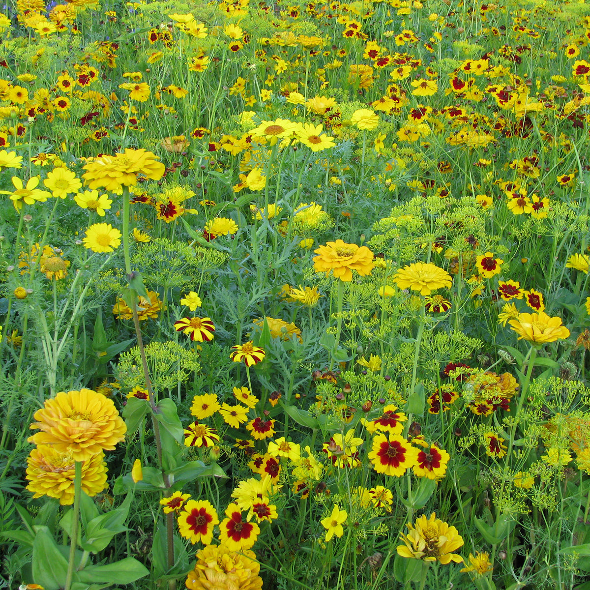 Gouden bloemenmix - Willemse