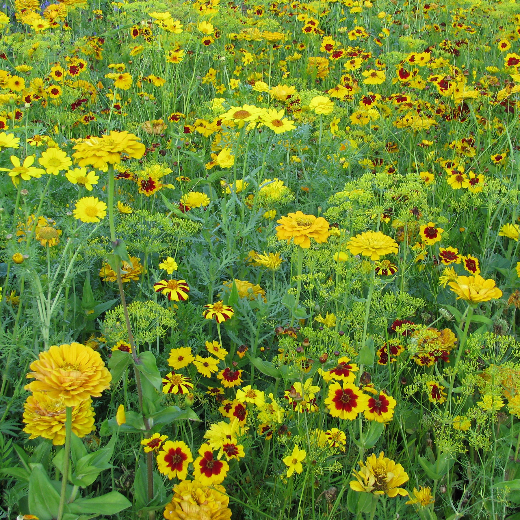 Gouden bloemenmix - Willemse