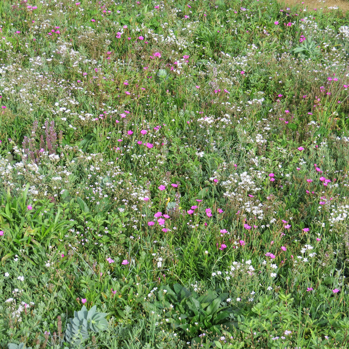 Bloeiende bodembedekker - Willemse