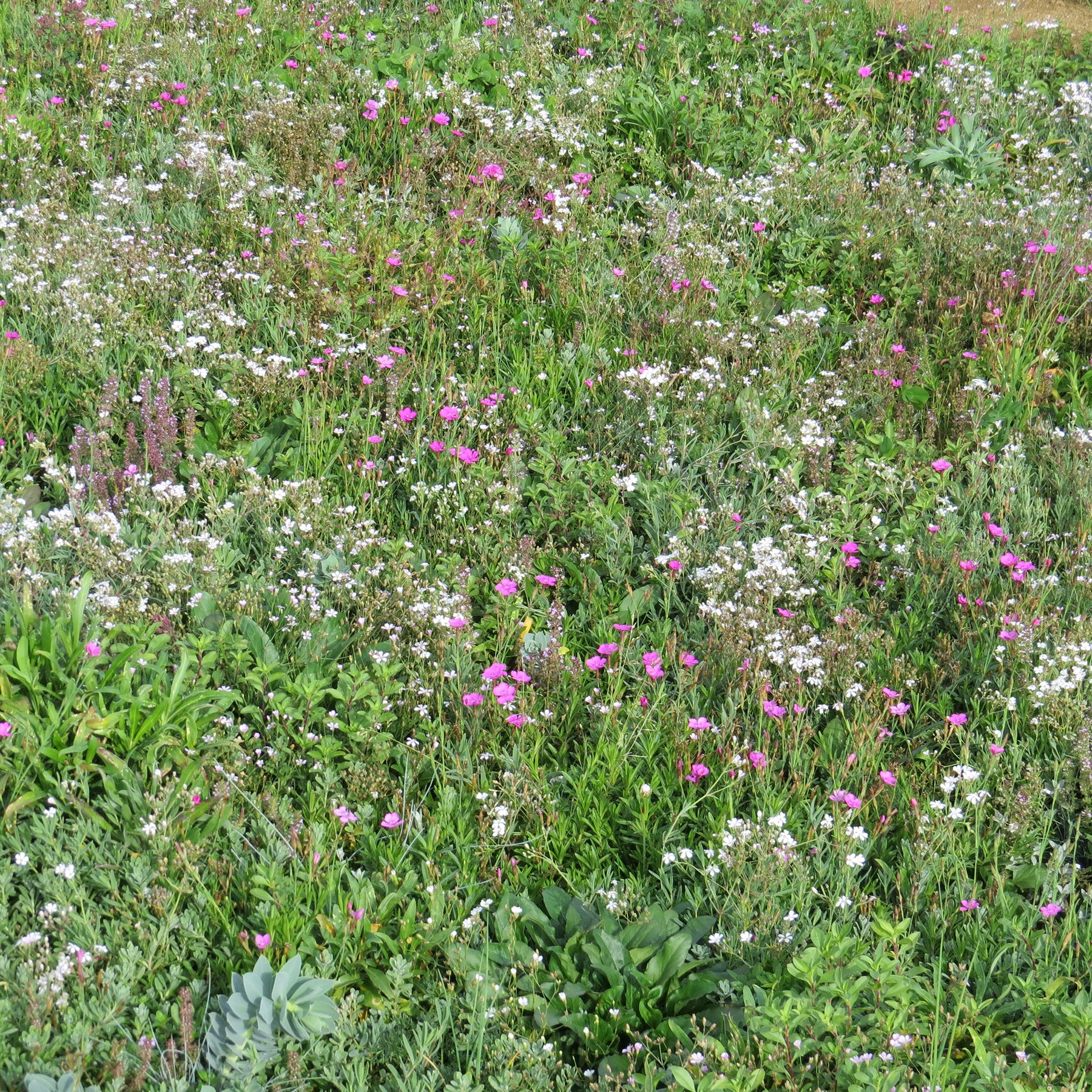 Bloeiende bodembedekker - Willemse