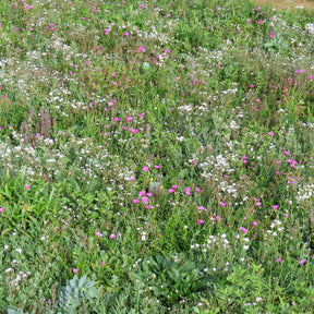 Bloeiende bodembedekker - Willemse