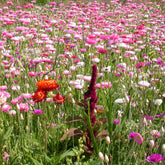 Bloemenmengsel voor droogbloemenboeket - Willemse
