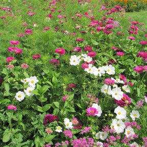 Zomerse bloemenmix - Willemse