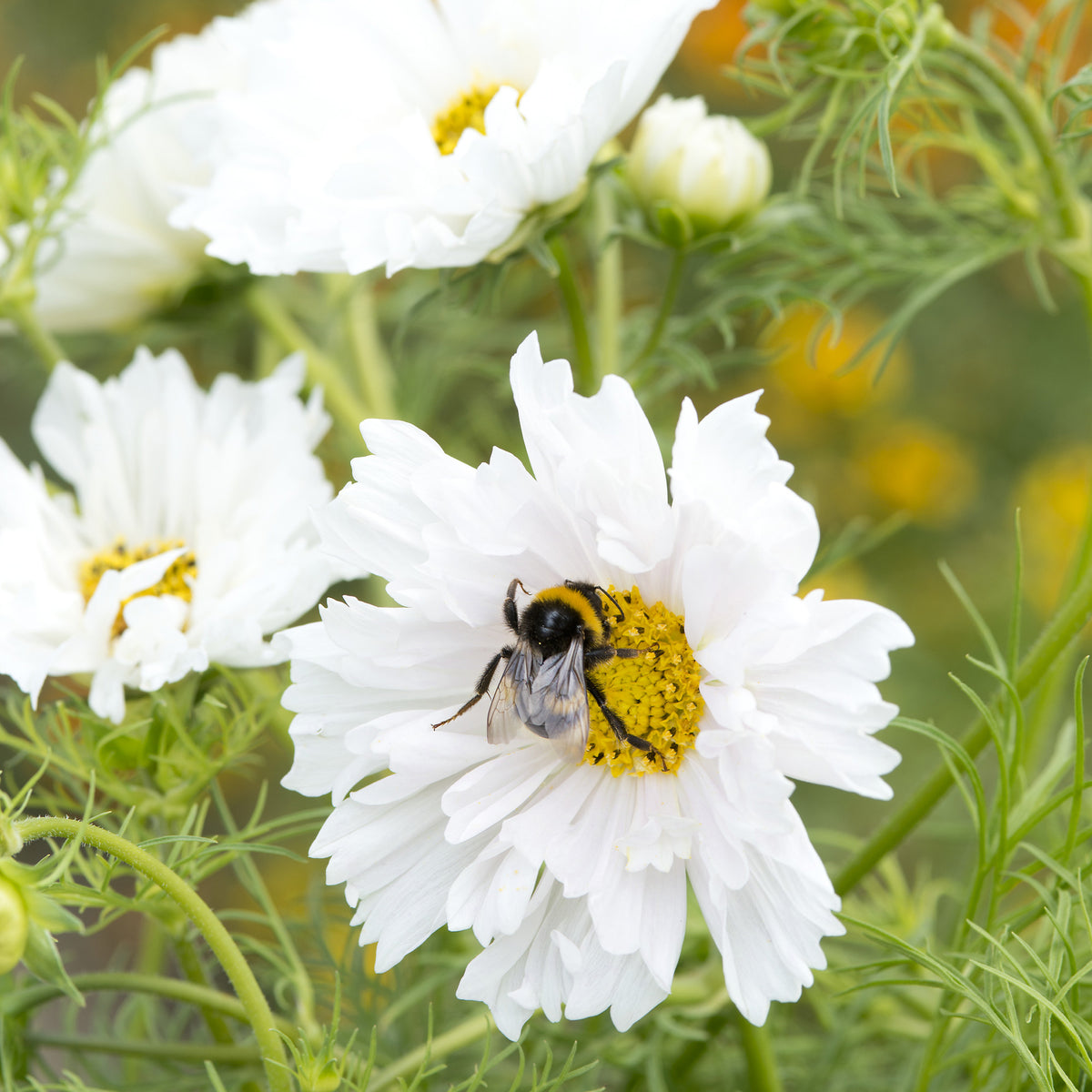 Cosmos 'Double Dutch White' - Willemse