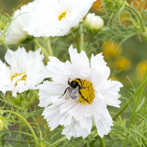 Cosmos 'Double Dutch White' - Willemse