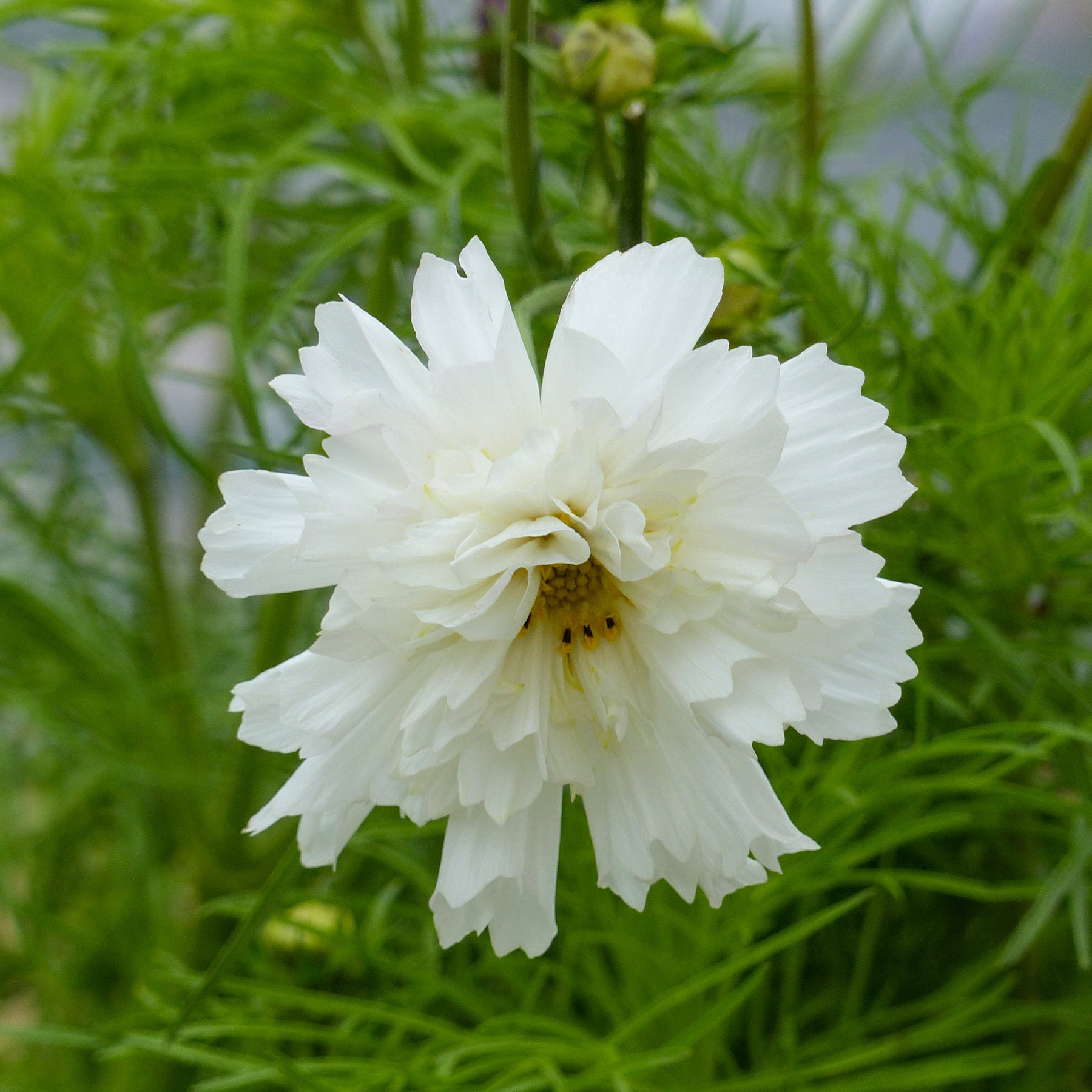 Cosmos 'Double Dutch White' - Cosmos bipinnatus 'Double Dutch White' - Willemse