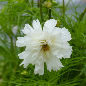 Cosmos 'Double Dutch White' - Cosmos bipinnatus 'Double Dutch White' - Willemse