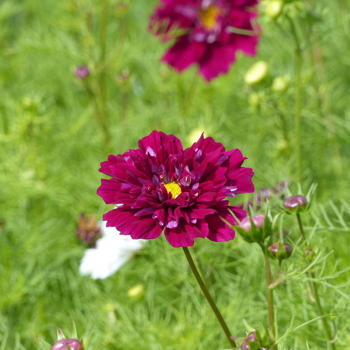Cosmos 'Double Click Cranberries' - Willemse