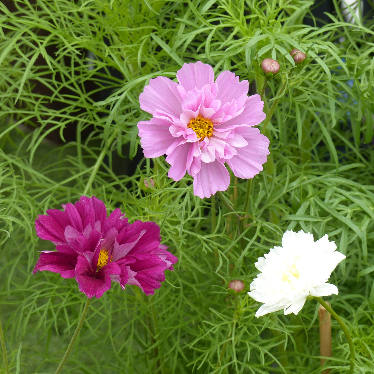 Collectie 3x dubbele cosmos - Willemse