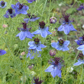 Nigella papillosa (hispanica) - Juffertje in het groen 'Midnight' - Bloemenzaden