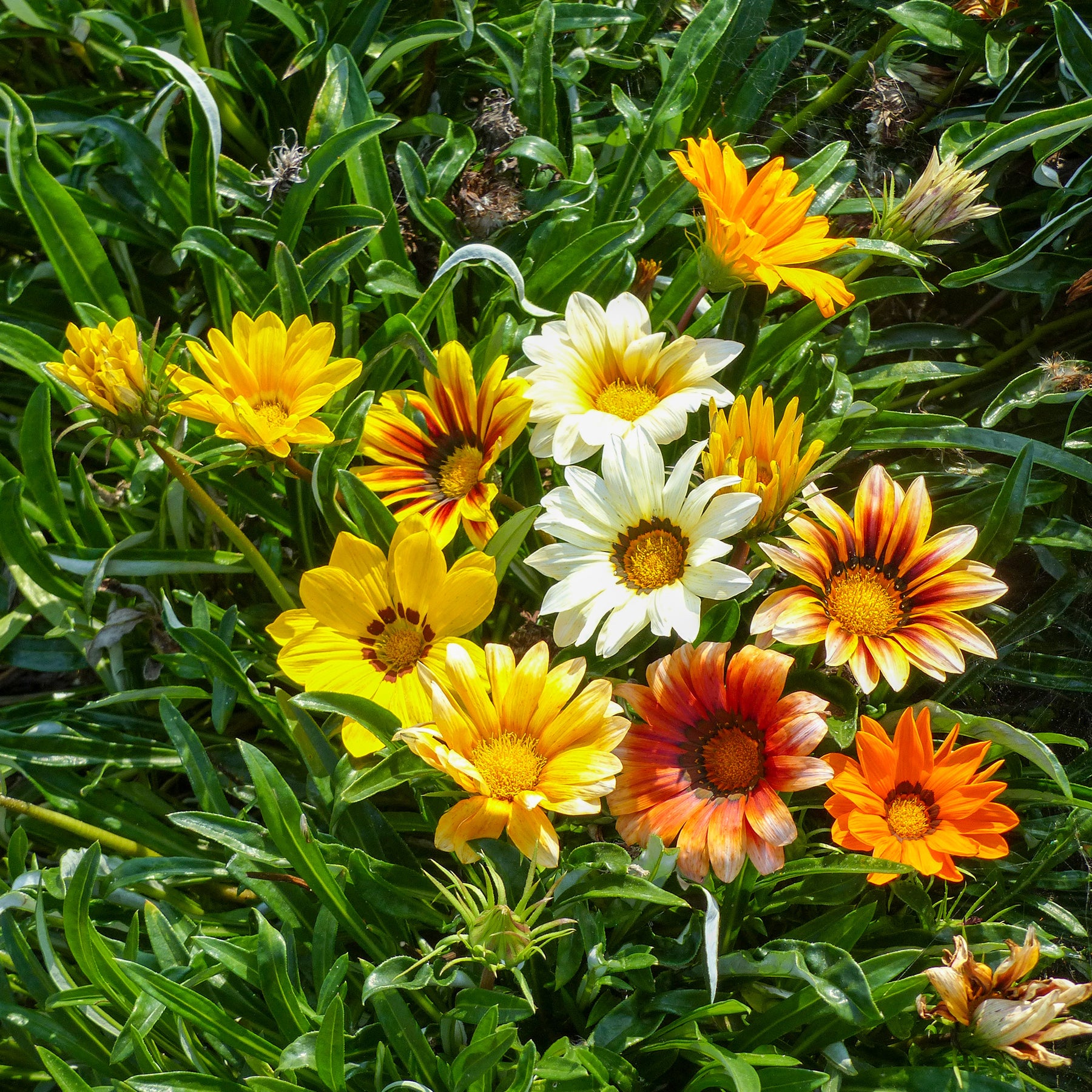 Middaggoud Sunshine Hybrids - Willemse