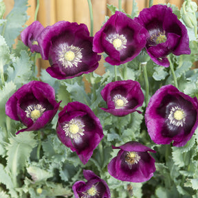 Slaapbol 'Lauren's Grape' - Papaver somniferum Lauren's Grape - Willemse