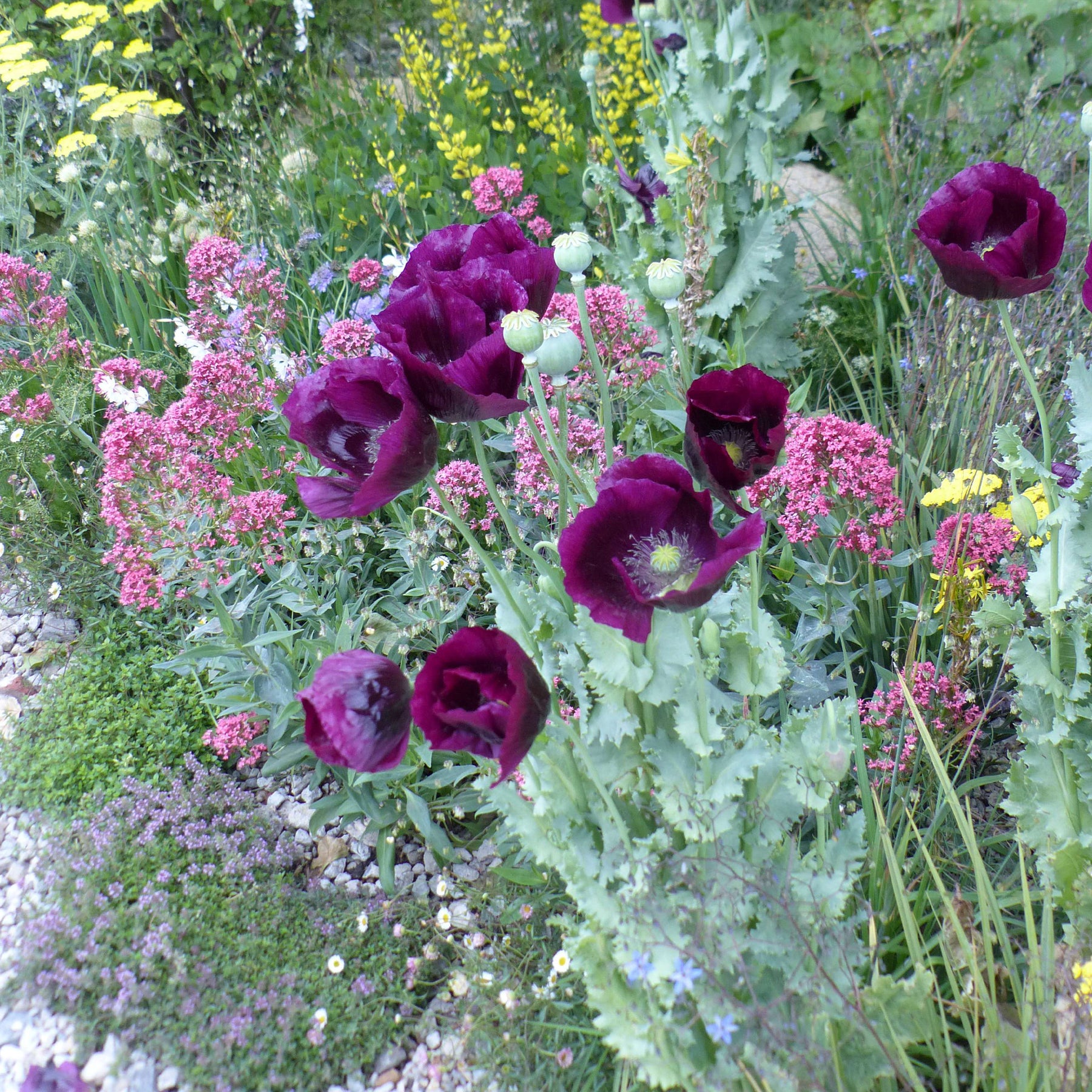 Slaapbol 'Lauren's Grape' - Willemse
