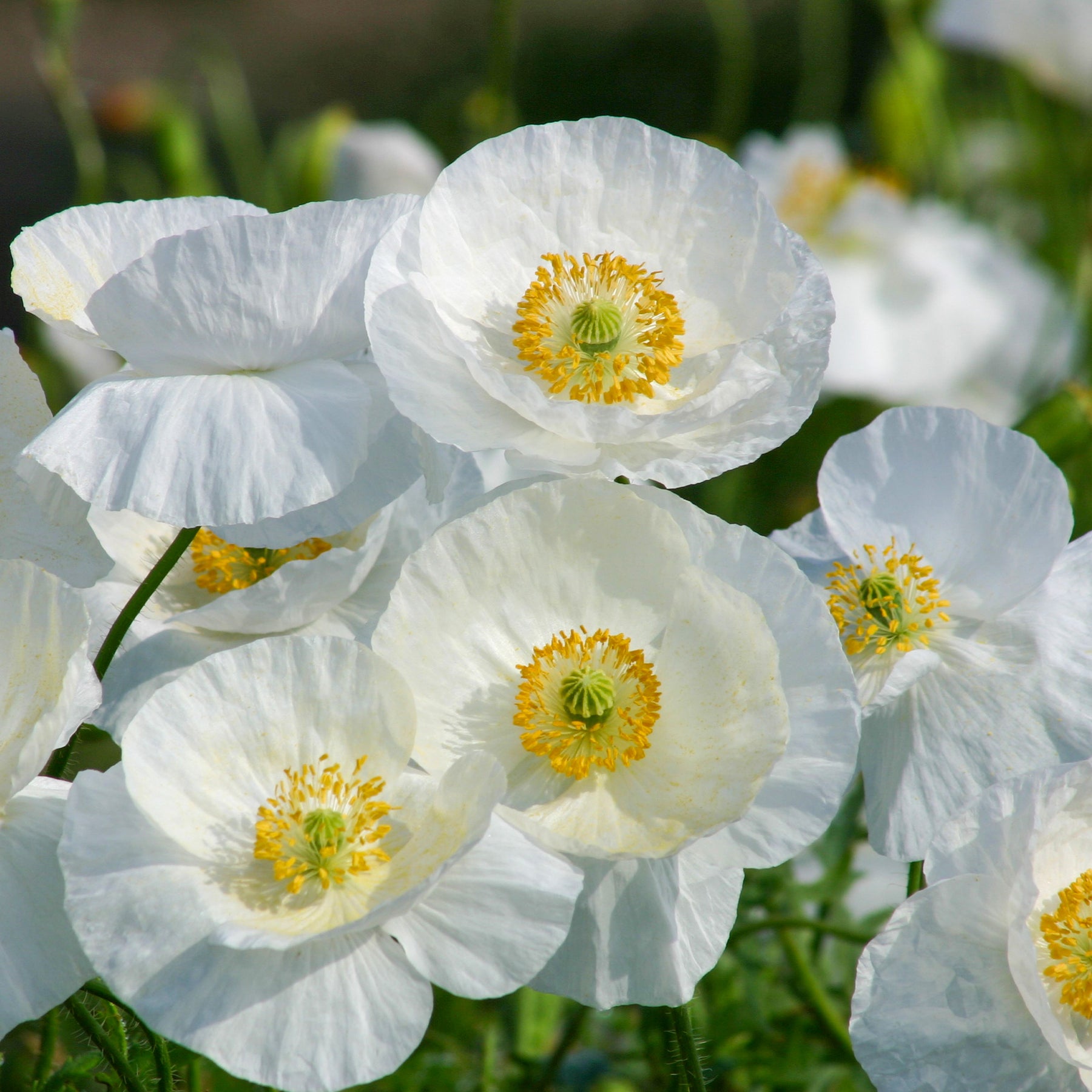 Klaproos Bridal Silk - Papaver rhoeas 'Bridal Silk' - Willemse