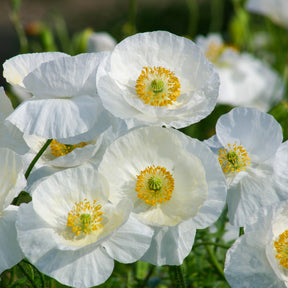 Klaproos Bridal Silk - Papaver rhoeas 'Bridal Silk' - Willemse