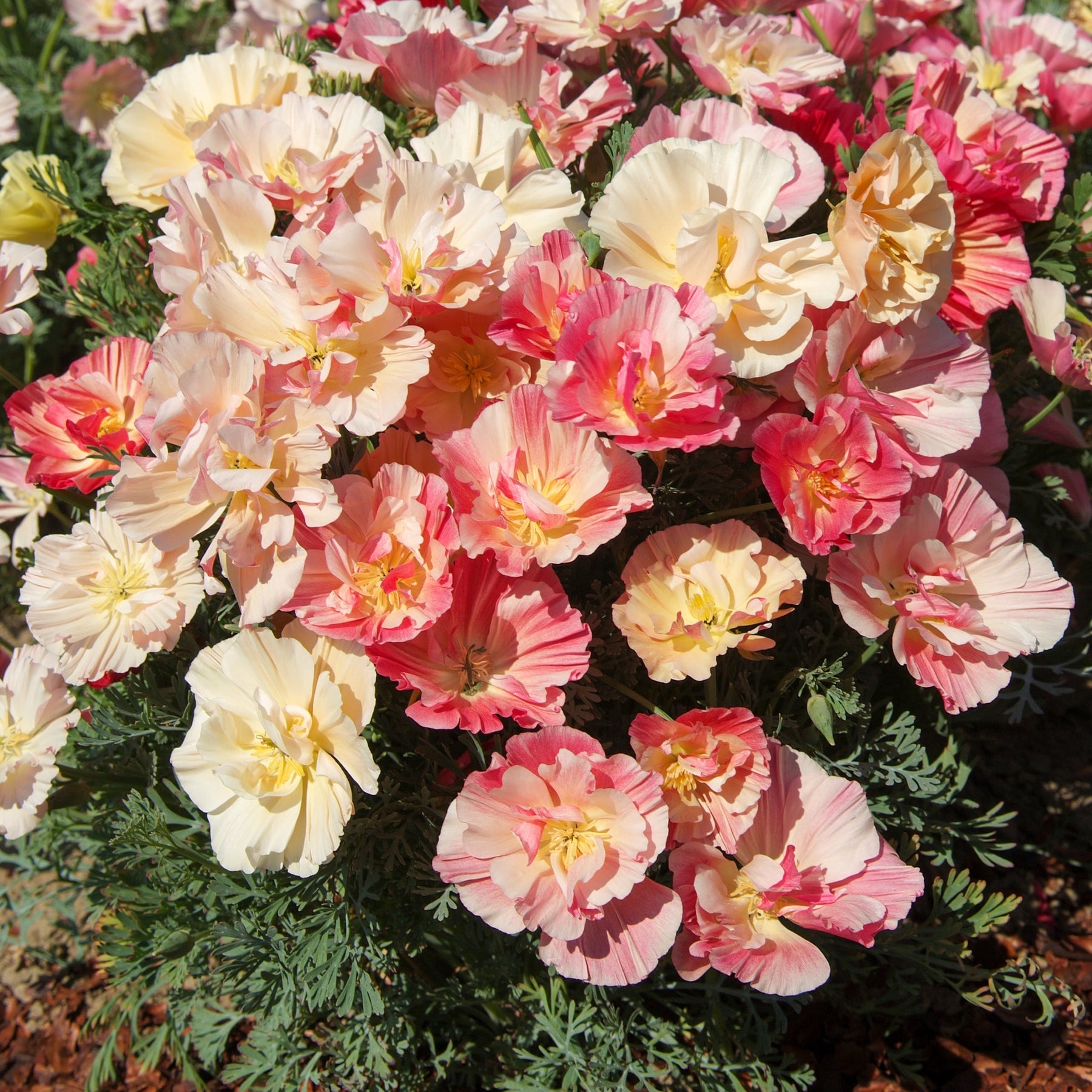 Slaapmutsje 'Thai Silk Appleblossom' - Eschscholzia californica 'Thai Silk Appleblossom Chiffon imp.' - Willemse