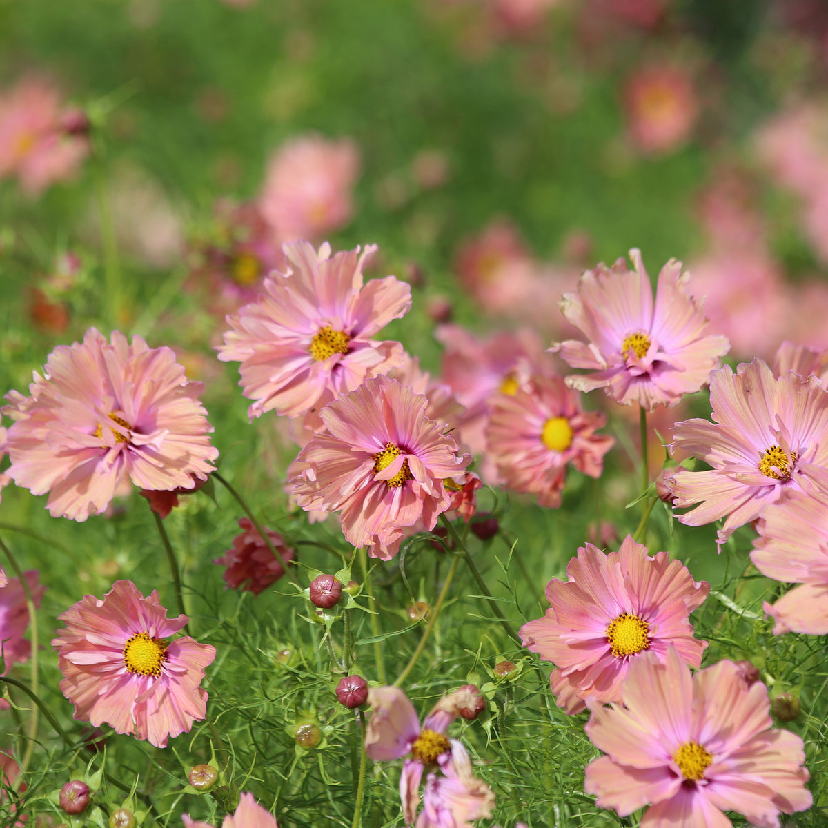 Cosmos Apricotta - Cosmos Apricotta - Willemse