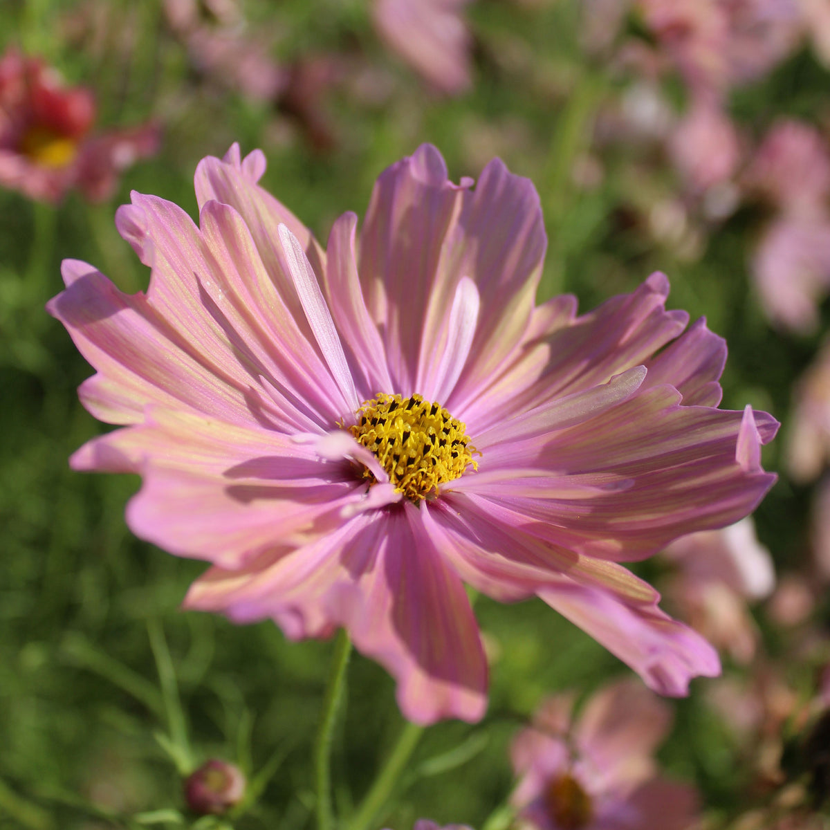 Cosmos Apricotta - Willemse