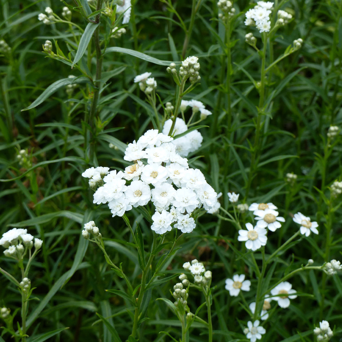 Duizendblad  'The Pearl' - Willemse