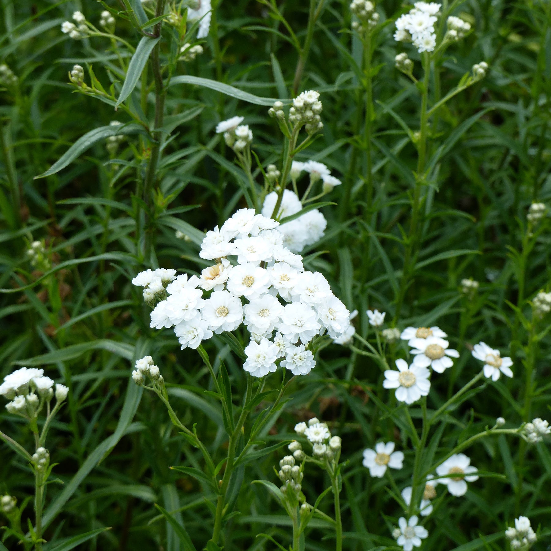 Duizendblad  'The Pearl' - Willemse