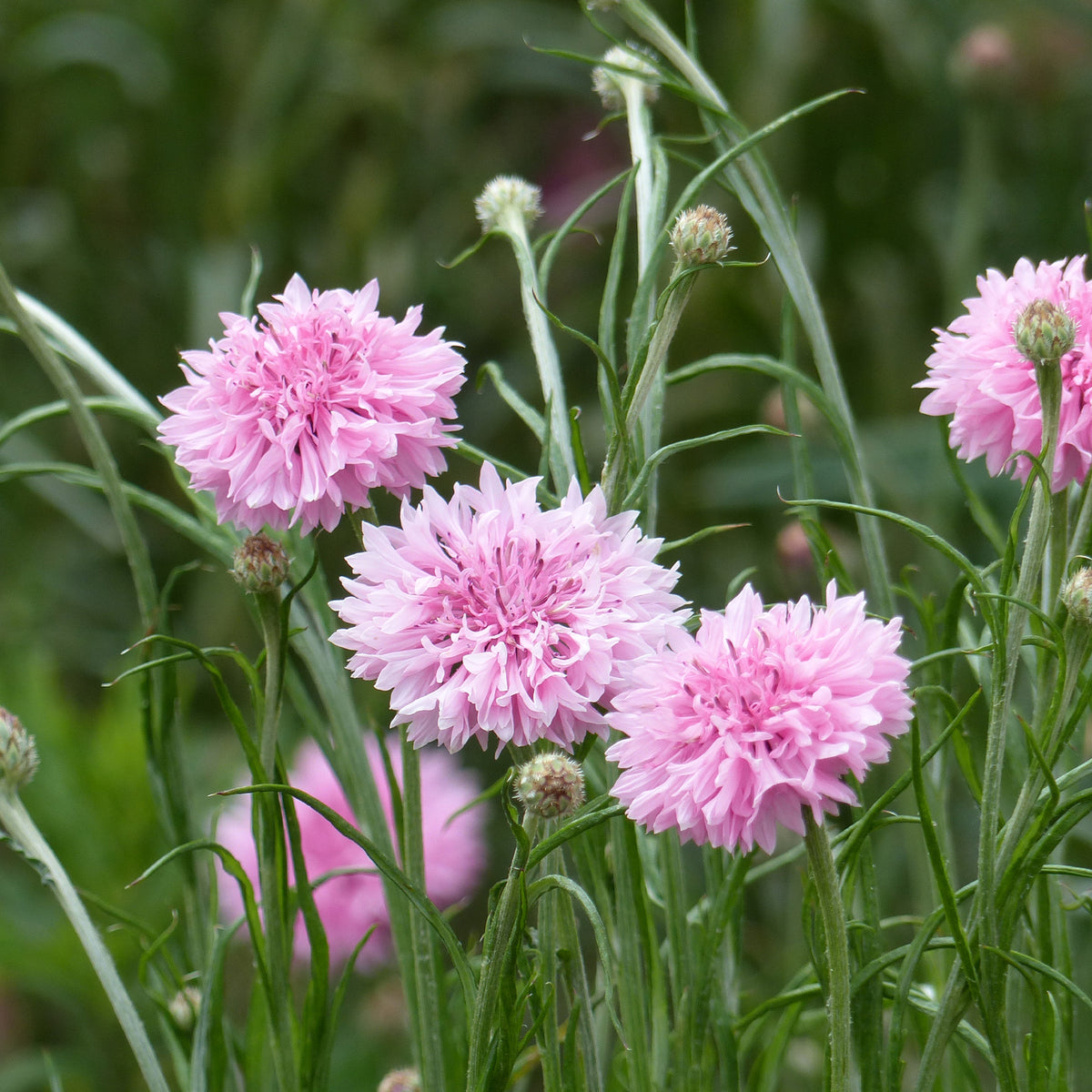 Korenbloem Pinkie - Willemse