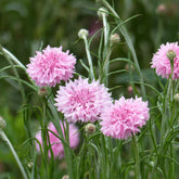 Korenbloem Pinkie - Willemse
