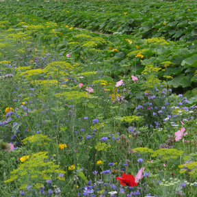 Nuttige bloemen voor moestuin - Willemse