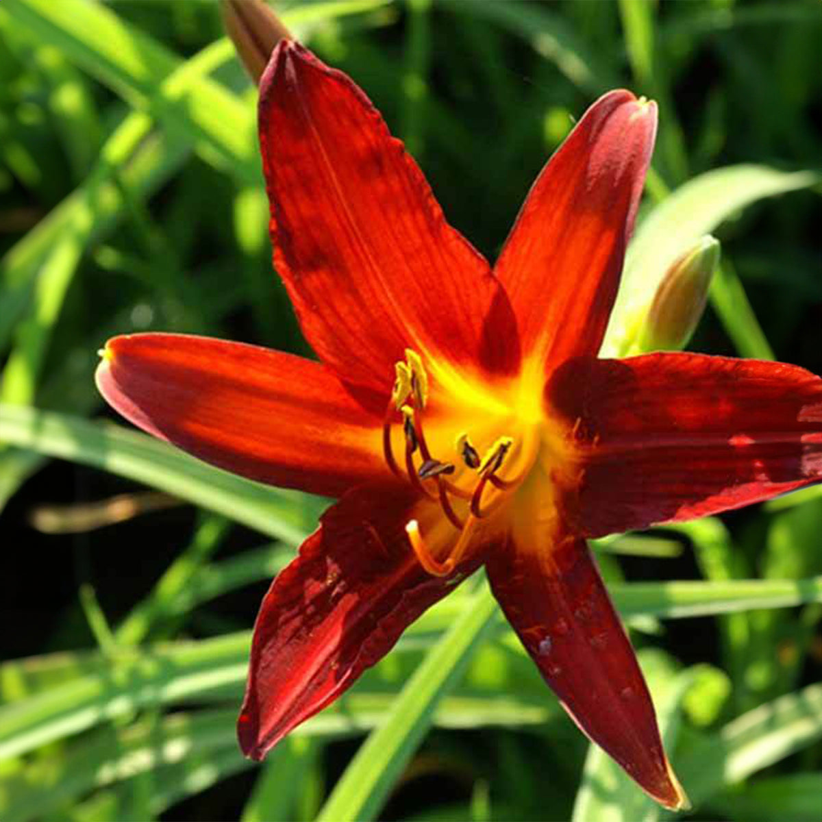 Daglelie 'Sammy Russell' - Hemerocallis sammy russell - Willemse