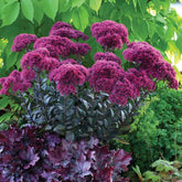 Sedum 'Thunderhead' / Vetkruid - Willemse