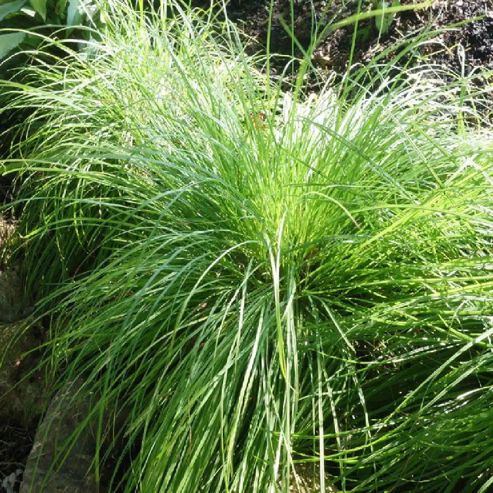Bergzegge - Carex montana - Willemse