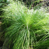 Bergzegge - Carex montana - Willemse