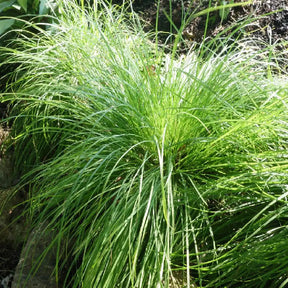 Bergzegge - Carex montana - Willemse
