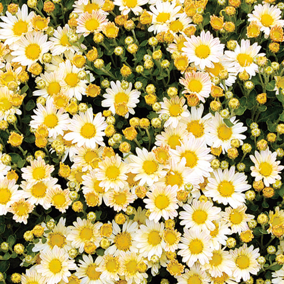 Ajania bellania Bengo Weiss - Pacifische chrysant Bengo Weiss - Balkon- en terrasbloemen