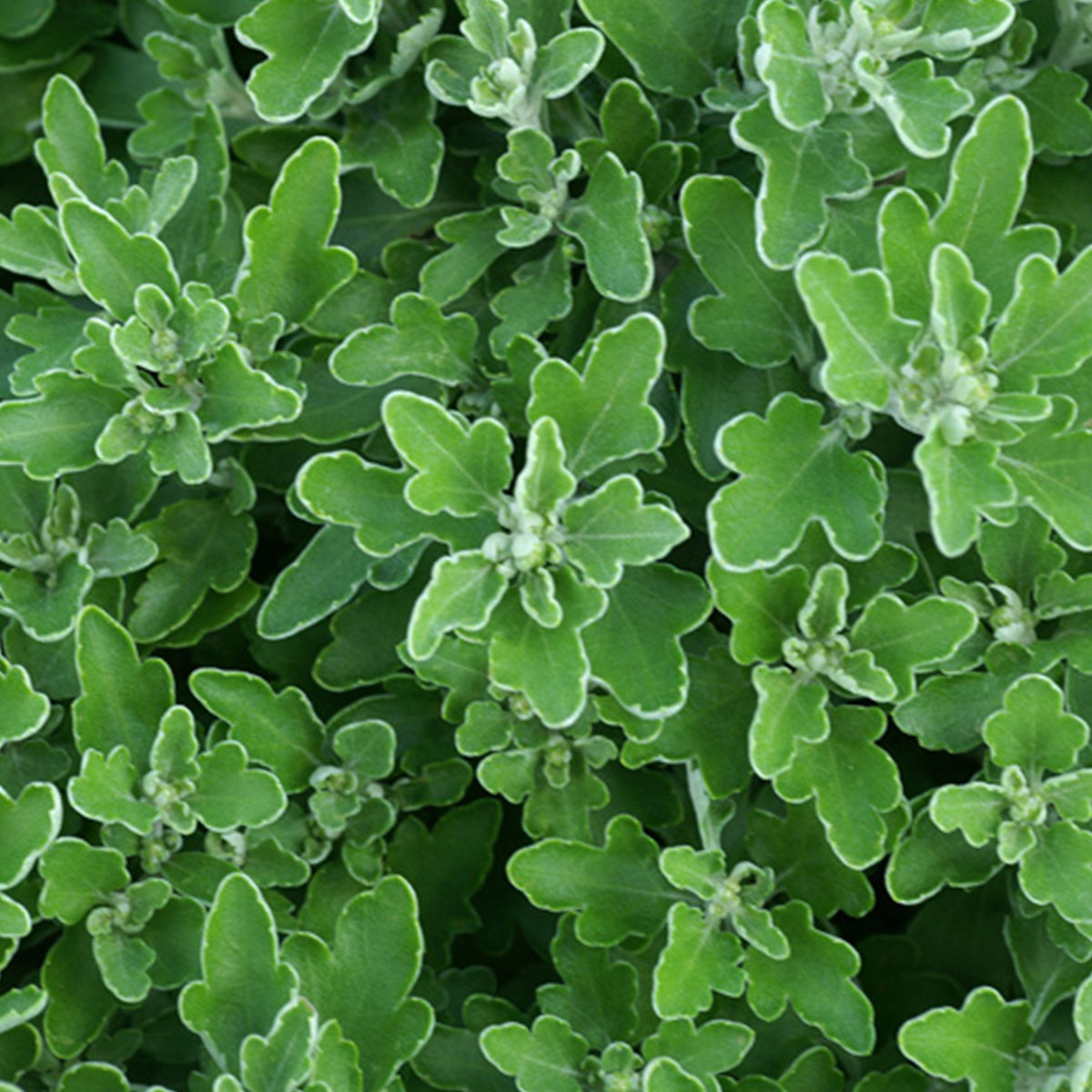Pacifische chrysant Bengo Weiss - Ajania bellania Bengo Weiss - Willemse