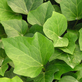 Klimop Algerian Bellecour - Hedera algeriensis Algerian Bellecour - Willemse